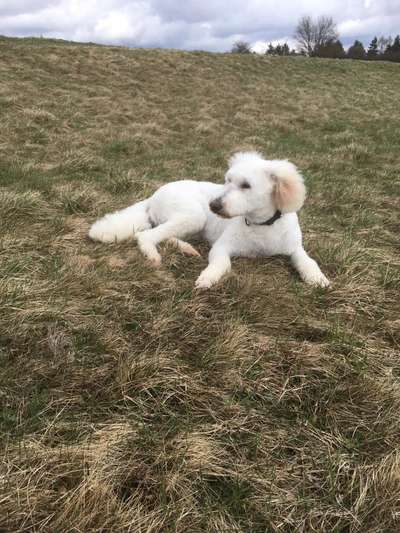 Hundetreffen-Gassi gehen und spielen-Bild