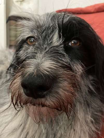 Gibts hier Mioritic Besitzer?-Beitrag-Bild