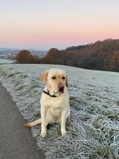 Hundetreffen-Hundefreunde gesucht-Bild