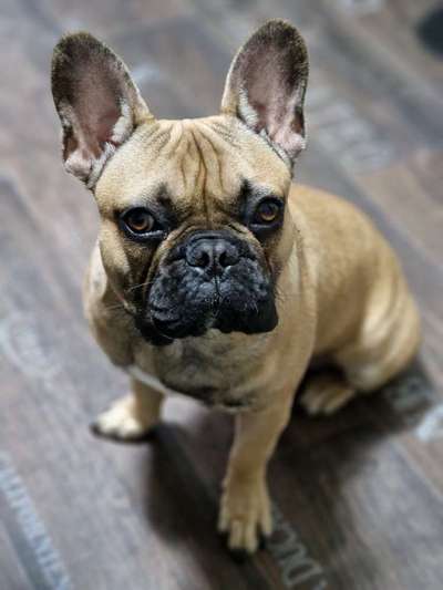 Französische Bulldoggen-Beitrag-Bild