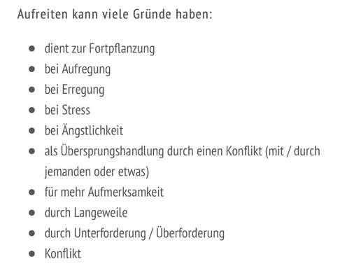 Rüde in der Pupertät-Beitrag-Bild