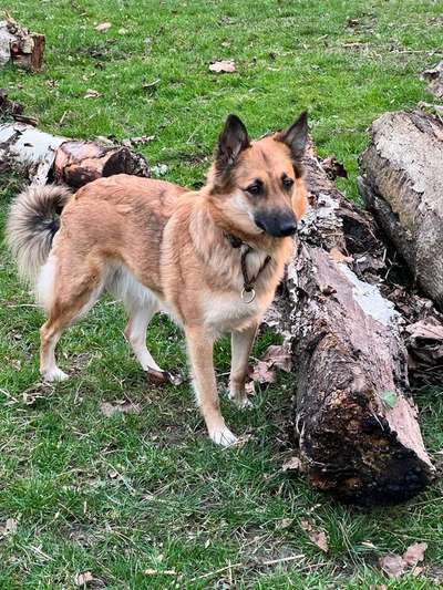 Welche Rasse könnte hier drin stecken?-Beitrag-Bild