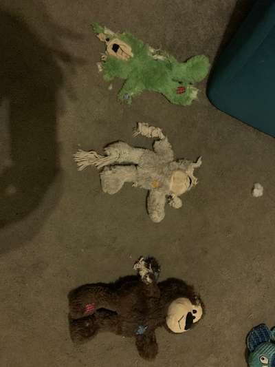 Kuscheltier-Beitrag-Bild