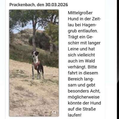 Suchmeldung-Klara-Bild