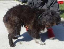 Hunde vom Tierschutzverein 🐕♥️-Beitrag-Bild