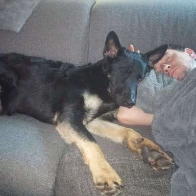 Hundetreffen-Gemeinsam spazieren gehen