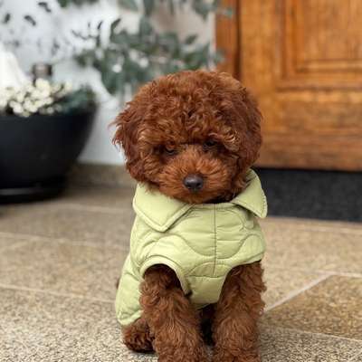 Hundetreffen-Suchen Toy- und Zwergpudel Freunde zum Spielen-Bild