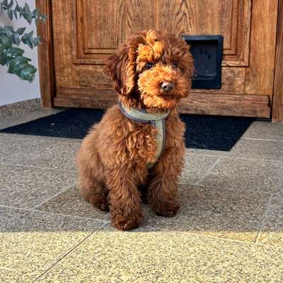 Hundetreffen-Welpentreffen-Bild