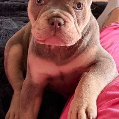 Hundetreffen-Louie sucht neue Freunde 😊-Bild