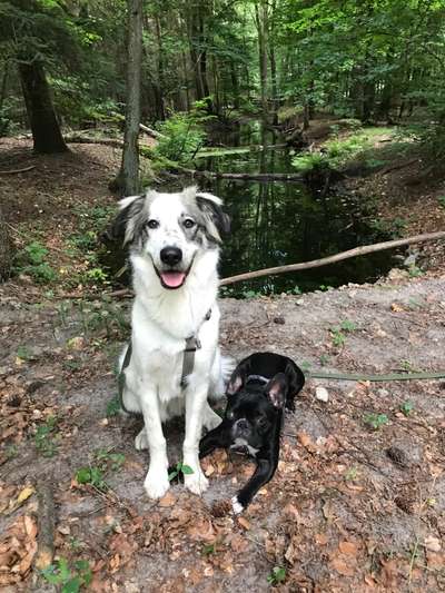 Herdenschutzhund am Hof-Beitrag-Bild