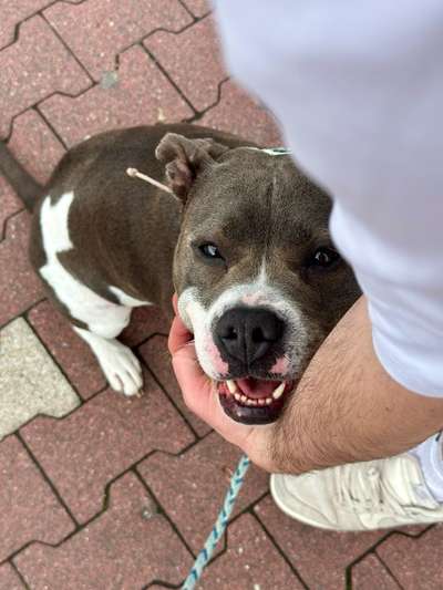 Hundetreffen-Spaziergang, Social Walk-Bild