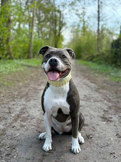 Hundetreffen-(Sozial)-Walk Treffen 🐾-Bild