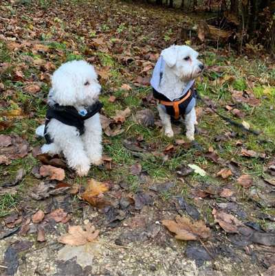 Hundetreffen-Hunde treffen-Bild