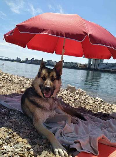 Dogorama-Monats-Challenge-Mai "Wasser"-Beitrag-Bild