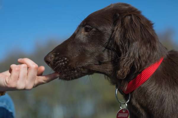 Welpen Bilder !-Beitrag-Bild