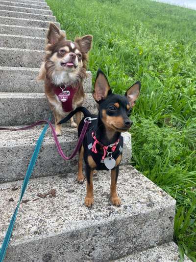 Hundetreffen-Unsicheren Hund im Umgang mit anderen festigen-Bild