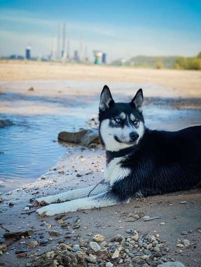 Dogorama-Monats-Challenge-Mai "Wasser"-Beitrag-Bild