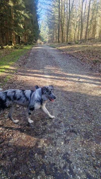 Hundetreffen-Mailo sucht einen fellnasen Kumpel/kumpeline . Zum gemeinsamen Laufen oder spielen .-Bild