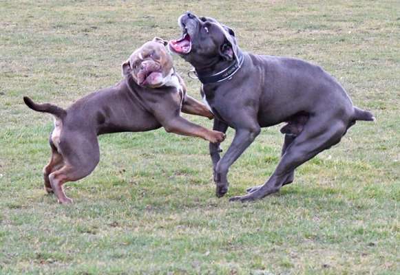 Challenge Nr. 16         Dynamik - Dein Hund in Bewegung-Beitrag-Bild