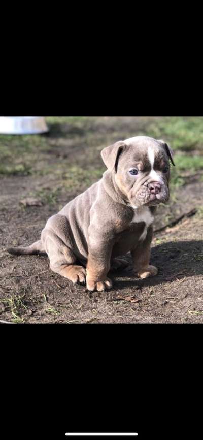 Welpen Bilder !-Beitrag-Bild