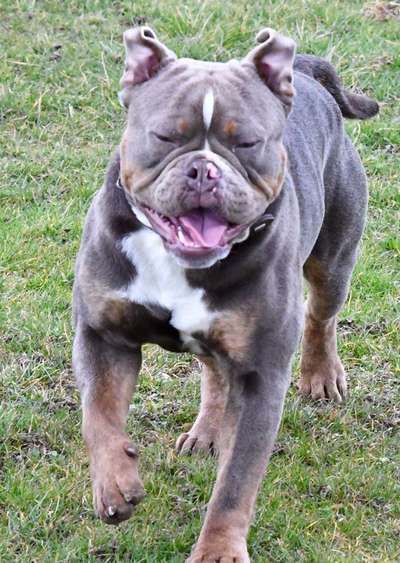 Wo sind die die Englischen Schönheiten?-Beitrag-Bild