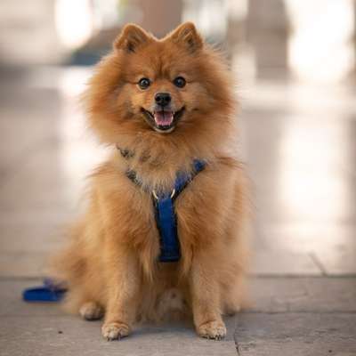 Hundetreffen-Hundebetreuung gesucht-Bild