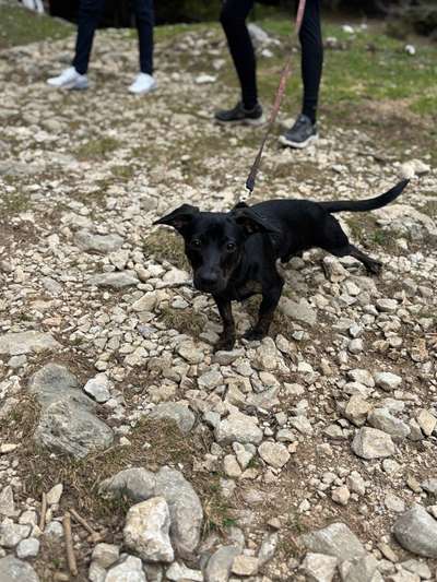 Reaktiver Hund oder nur Zwischenphase?-Beitrag-Bild