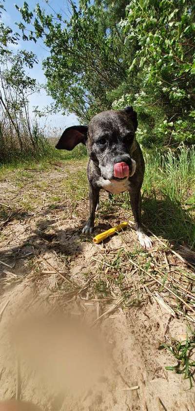 Unter welchen kriterien habt ihr euren Hund rausgesucht ?-Beitrag-Bild