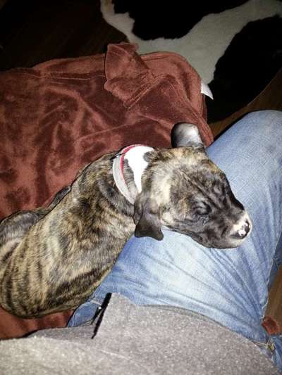 Wie kamst du zu deinem Hund?-Beitrag-Bild