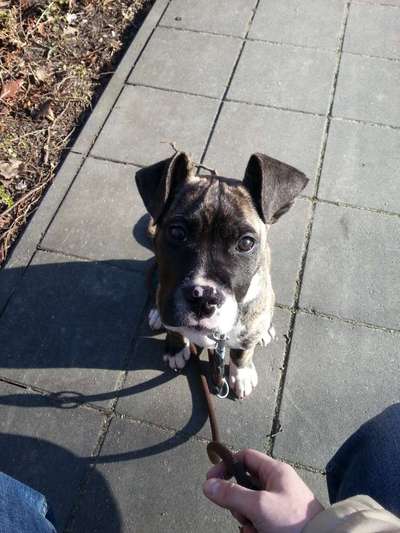 Wie kamst du zu deinem Hund?-Beitrag-Bild