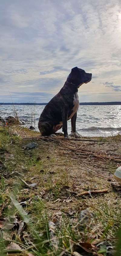 Hundeauslaufgebiet-Halbendorfer See-Bild