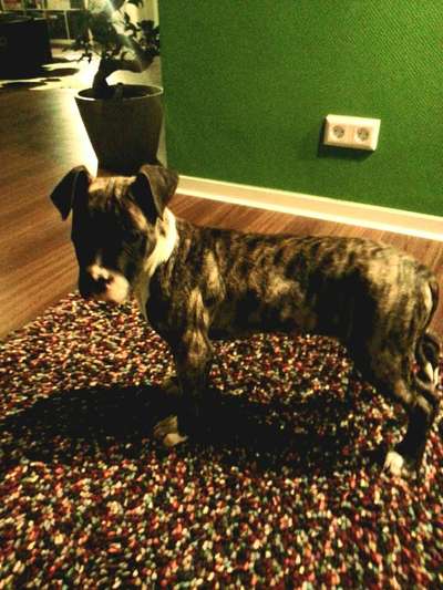 Wie kamst du zu deinem Hund?-Beitrag-Bild