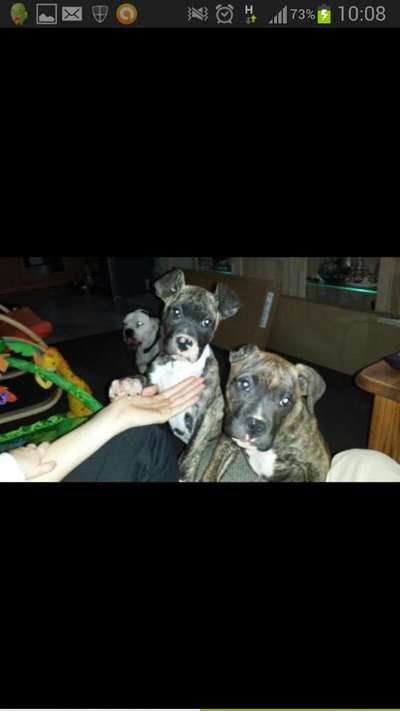 Wie kamst du zu deinem Hund?-Beitrag-Bild