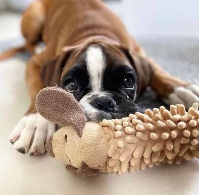 Lieblingsbild-Beitrag-Bild