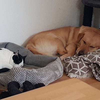 Hundetreffen-Zum Austausch und toben-Profilbild