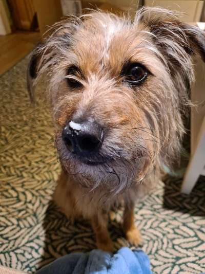 Hund nimmt Schonkost nicht an-Beitrag-Bild