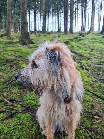 Zusammenführung von Hund und Katze-Beitrag-Bild