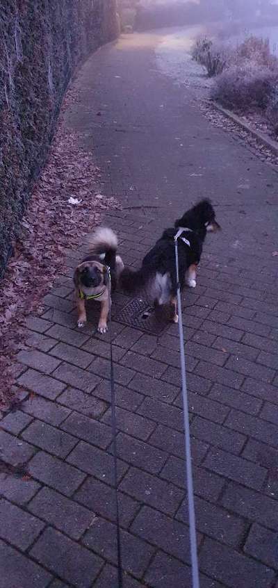 TierschutzhundeStammtisch🐕-Beitrag-Bild