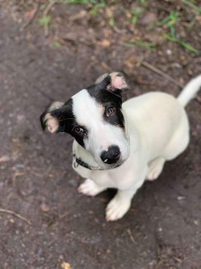 Die Dogorama Wochen Challenge "Spaziergang im Regen"-Beitrag-Bild