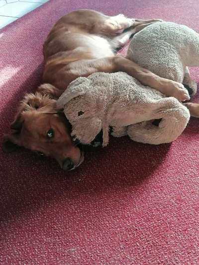 Euer Hund und sein Lieblingskuscheltier-Beitrag-Bild