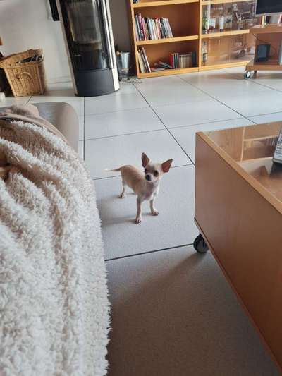 Hundetreffen-Welpen und ruhige Erwachsene-Bild