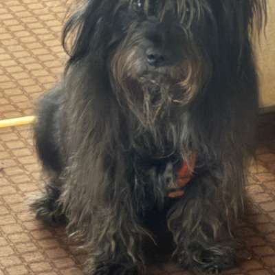 Hundetreffen-Laufbuddy gesucht-Bild