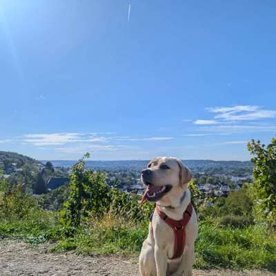 Hundetreffen-Hundefreunde für Heidi-Bild