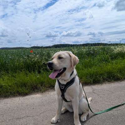 Hundetreffen-Hundefreund für gemeinsame Spaziergänge und Spielen gesucht-Bild