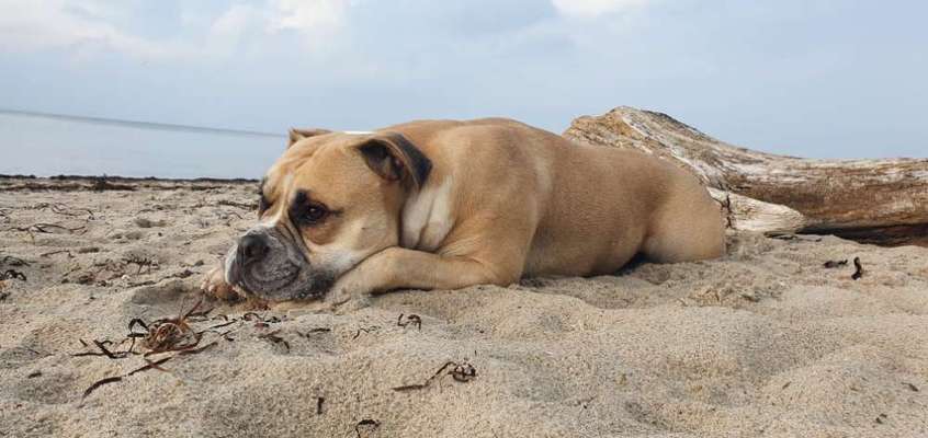 Die Dogorama Kalender Challenge Titelbild-Beitrag-Bild