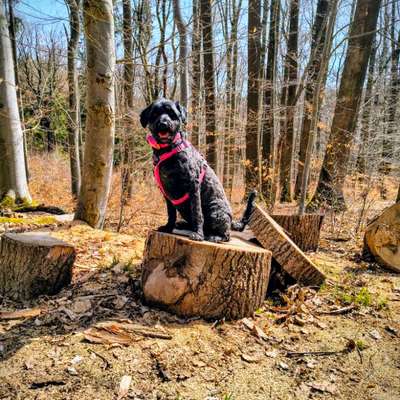 Hundetreffen-Gemeinsam Gassi oder Wandern 🐾👣-Bild