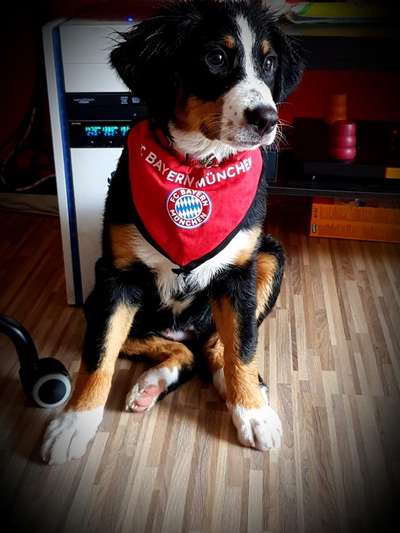 Dogorama Photo Challenge - Tre Chic!-Beitrag-Bild