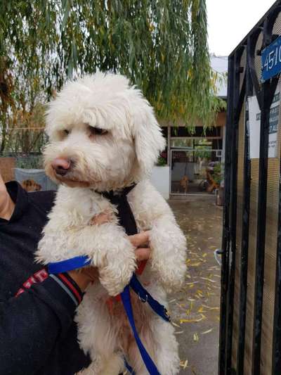 TierschutzhundeStammtisch🐕-Beitrag-Bild