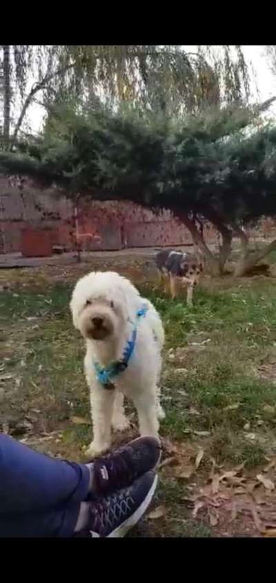 TierschutzhundeStammtisch🐕-Beitrag-Bild