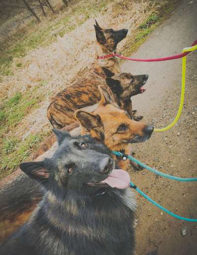 Hundetreffen-Socialwalk/Hundebegegnungen-Bild